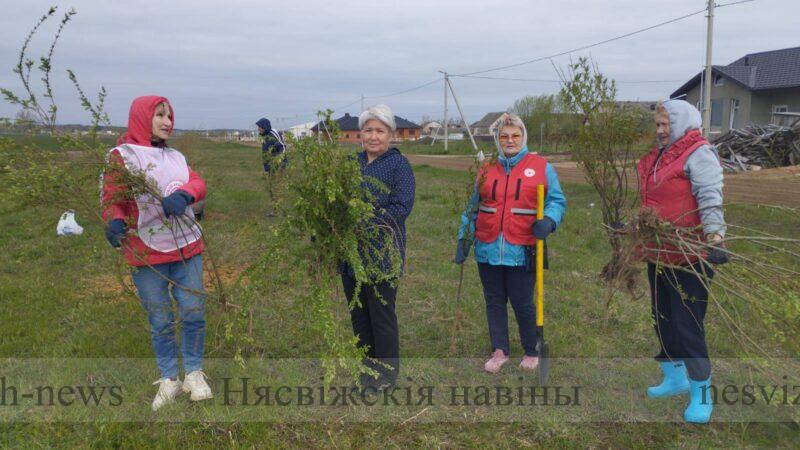 Ивы украсят одну из новых улиц Несвижа